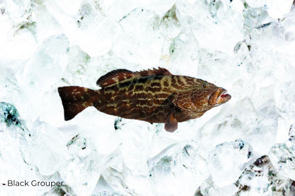 black-grouper-atlantic-coastalcatch