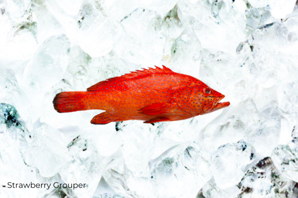 strawberry-grouper-atlantic-coastalcatch