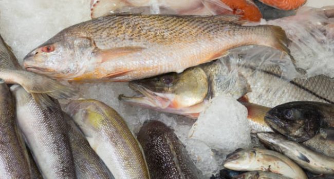 Corvina and other fish in the fish market preserved on ice. Marine fish. Sea fish.